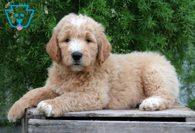 Ellington Goldendoodle2 image