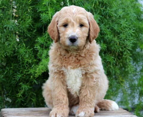 Elliot Goldendoodle