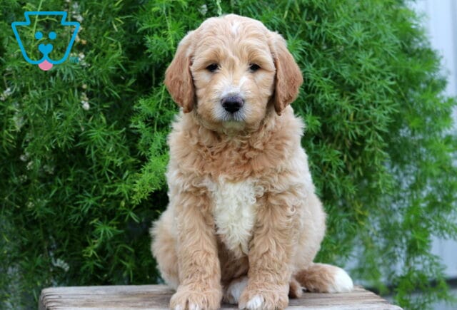 Elliot Goldendoodle image