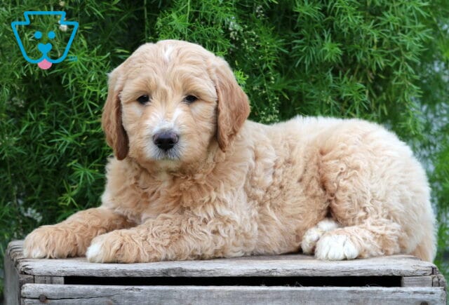 Elliot Goldendoodle2 image