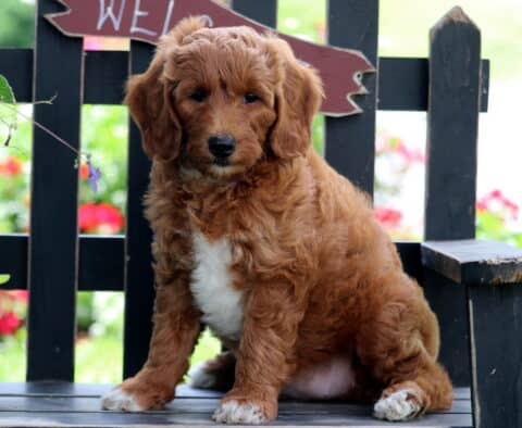 Ellsa Mini Goldendoodle