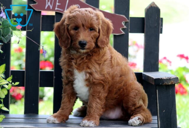 Adorable Mini Goldendoodle puppy with a fluffy reddish coat and white chest sitting on a rustic black wooden bench, surrounded by colorful flowers and greenery. image