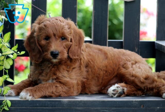 Fluffy Mini Goldendoodle puppy with a curly red coat and white markings lounging on a wooden bench, surrounded by vibrant greenery and flowers in the background. image