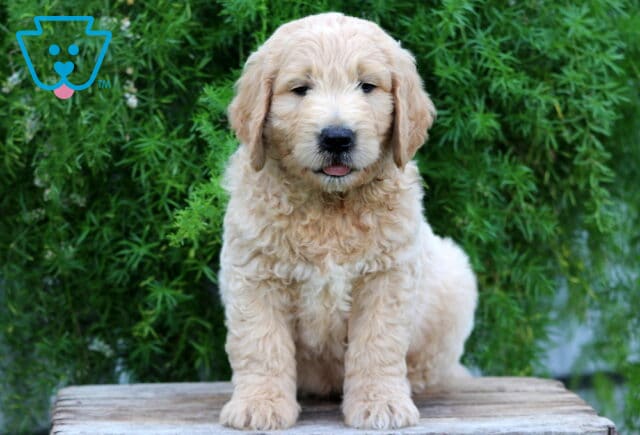 Elmo Goldendoodle image