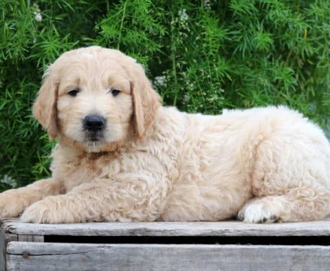 Elmo Goldendoodle2