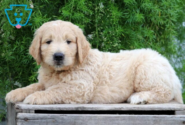 Elmo Goldendoodle2 image