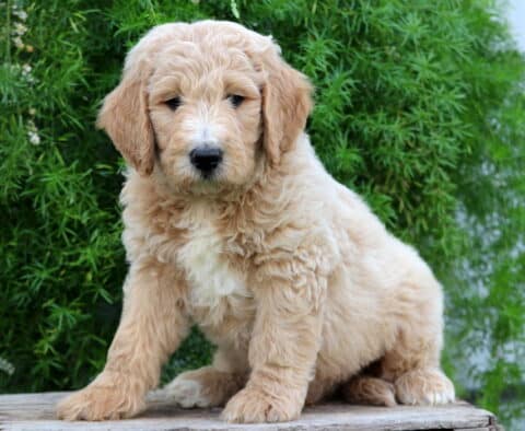 Emerson Goldendoodle