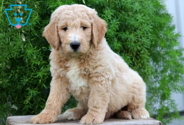 Emerson Goldendoodle image