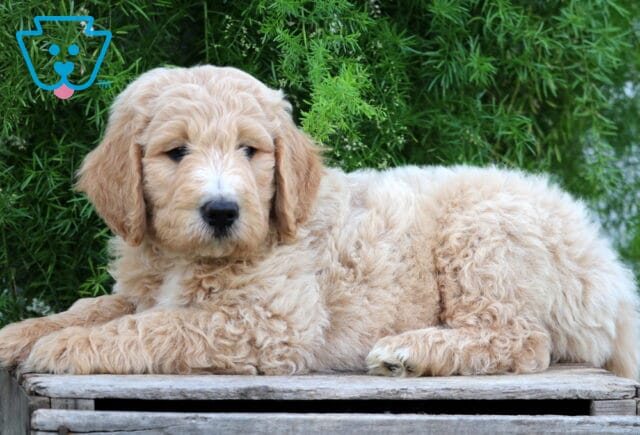 Emerson Goldendoodle2 image