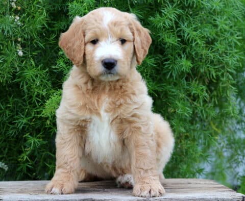 Emi Goldendoodle