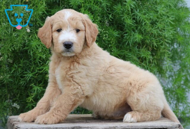 Emi Goldendoodle2 image