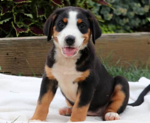 Happy Greater Swiss Mountain Dog puppy sitting on a soft white blanket with a big smile and bright eyes.