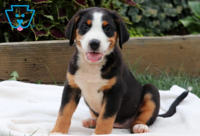 Happy Greater Swiss Mountain Dog puppy sitting on a soft white blanket with a big smile and bright eyes. image