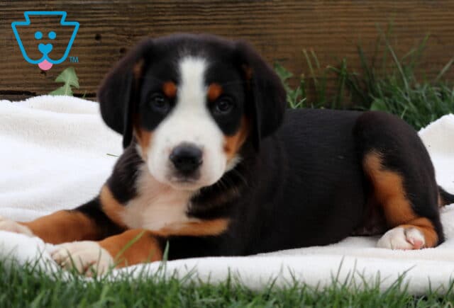 Adorable Greater Swiss Mountain Dog puppy laying on a white blanket with alert eyes and a calm expression. image