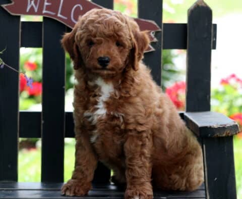 Ernie Mini Goldendoodle