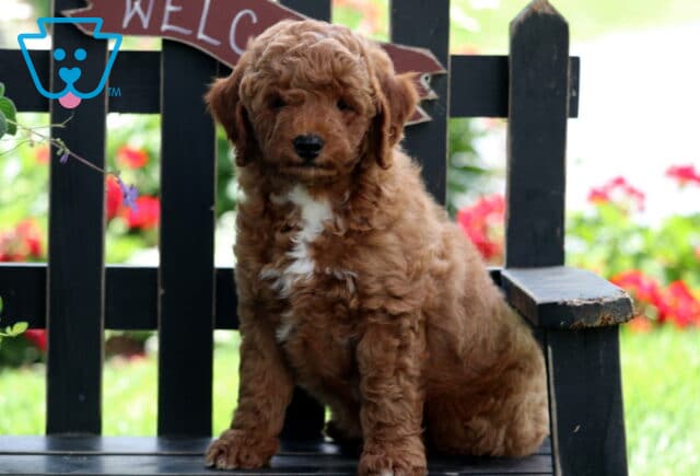 Ernie Mini Goldendoodle image