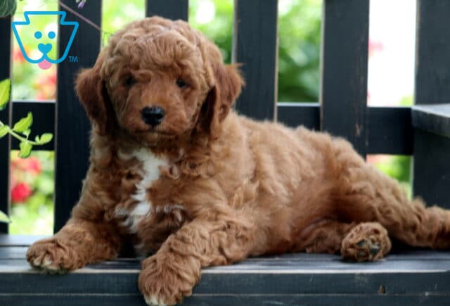 Ernie Mini Goldendoodle2 image