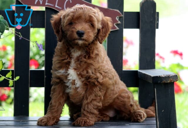 Eva Mini Goldendoodle image