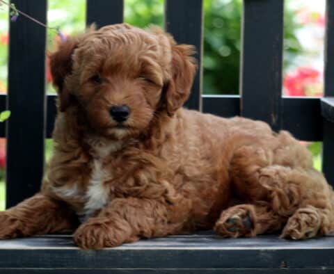 Eva Mini Goldendoodle2
