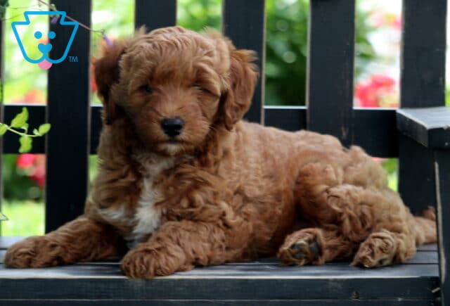 Eva Mini Goldendoodle2 image