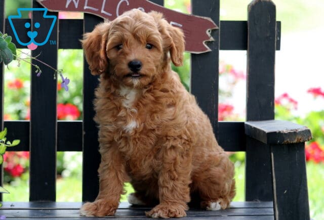 Adorable Mini Goldendoodle puppy with a curly apricot coat sitting sweetly on a wooden bench in front of a “Welcome” sign, with colorful flowers softly blurred in the background. image