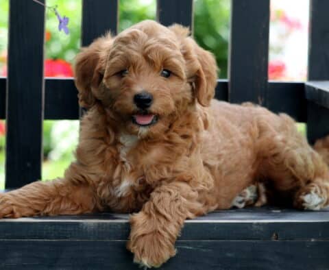 Eve Mini Goldendoodle2