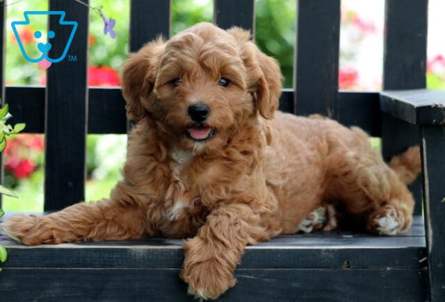 Happy Mini Goldendoodle puppy with a wavy apricot coat lying comfortably on a rustic wooden bench, looking at the camera with its tongue out, surrounded by colorful garden blooms. image