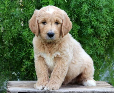 Everett Goldendoodle