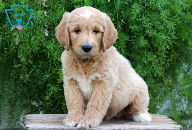 Everett Goldendoodle image