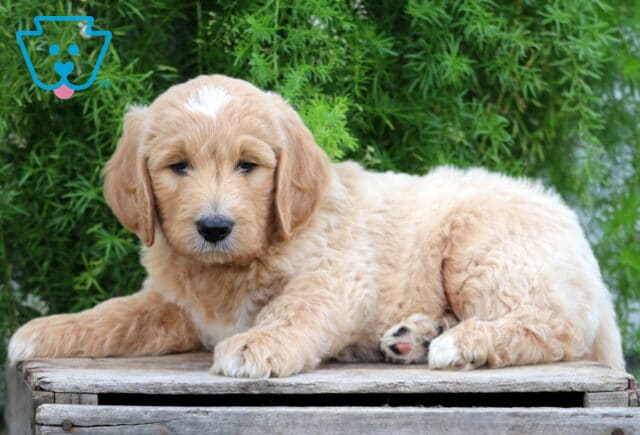 Everett Goldendoodle2 image