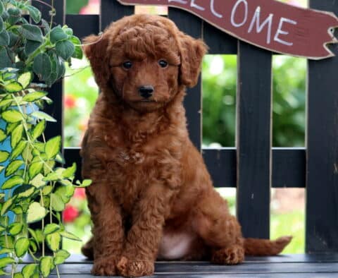 Everly Mini Goldendoodle