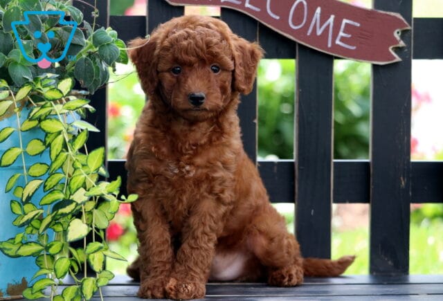 Everly Mini Goldendoodle image