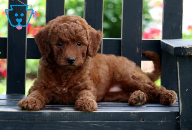 Everly Mini Goldendoodle2 image