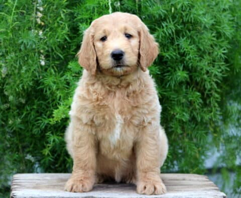 Evi Goldendoodle