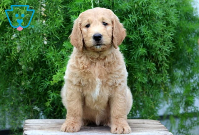 Evi Goldendoodle image