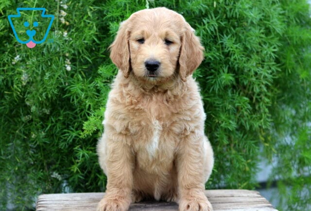 Evi Goldendoodle2 image