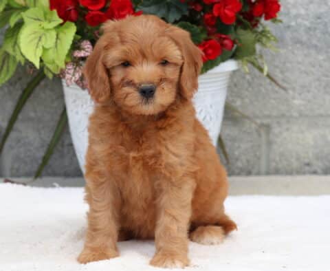 Adorable Goldendoodle puppy with a fluffy apricot coat sitting on a white blanket in front of a gray stone wall, with a white flowerpot full of red and green foliage behind.