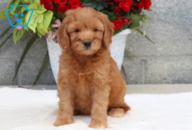 Adorable Goldendoodle puppy with a fluffy apricot coat sitting on a white blanket in front of a gray stone wall, with a white flowerpot full of red and green foliage behind. image