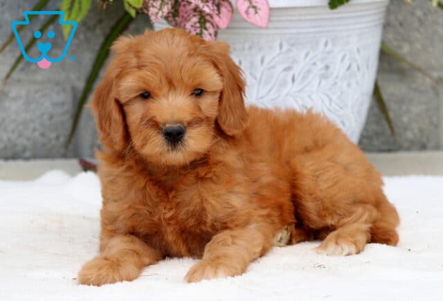 Goldendoodle puppy with a soft apricot coat lying down on a white blanket, in front of a decorative white planter filled with vibrant green and pink foliage against a stone wall backdrop. image