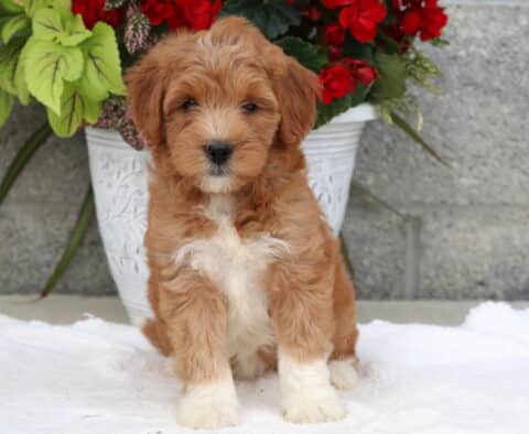 Sweet Goldendoodle puppy with a soft, wavy apricot coat and white markings on the chest, nose, and paws, sitting on a white blanket in front of a large pot of red and green flowers against a stone wall.