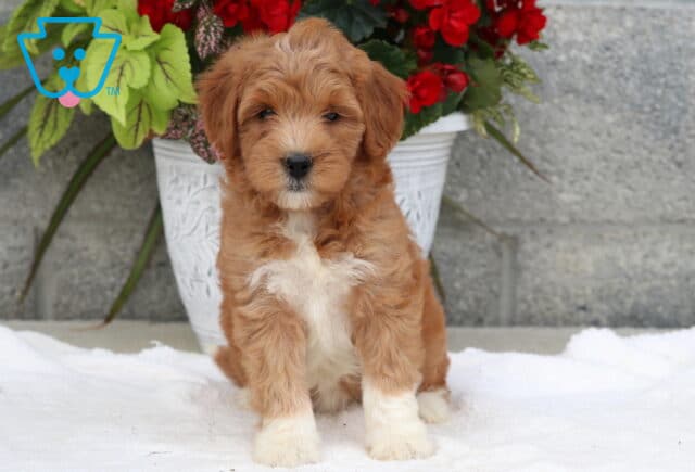 Sweet Goldendoodle puppy with a soft, wavy apricot coat and white markings on the chest, nose, and paws, sitting on a white blanket in front of a large pot of red and green flowers against a stone wall. image