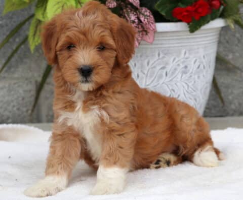 Adorable Goldendoodle puppy with a soft apricot coat and white accents on the chest, face, and paws, sitting on a white blanket with a decorative flower pot and stone wall in the background.