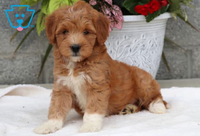 Adorable Goldendoodle puppy with a soft apricot coat and white accents on the chest, face, and paws, sitting on a white blanket with a decorative flower pot and stone wall in the background. image