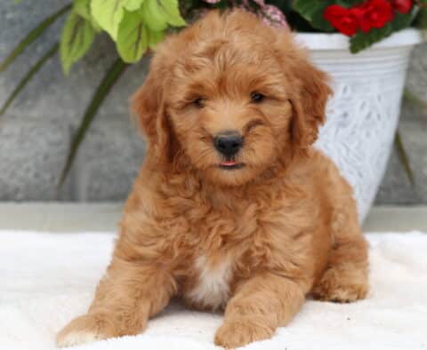 Sweet Goldendoodle puppy with a fluffy, light reddish coat and a small white patch on the chest, laying on a white blanket with a flower planter and stone wall in the background.
