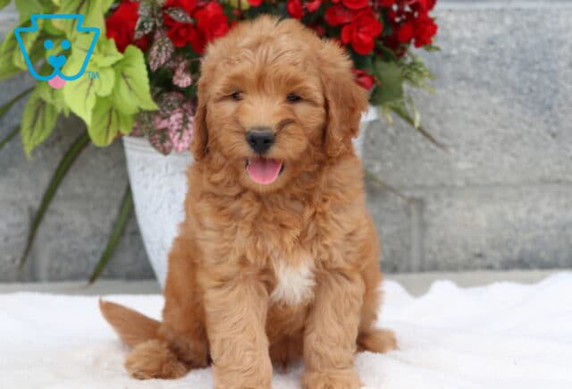 Happy Goldendoodle puppy with a fluffy light red coat and a small white patch on the chest, sitting with tongue out in front of a white flower pot and vibrant red flowers against a stone wall. image
