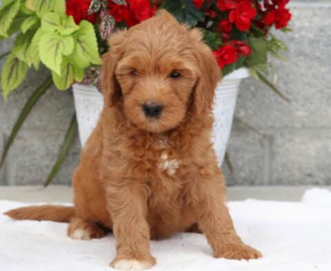 Adorable Goldendoodle puppy with a soft red coat and a small white patch on the chest, sitting calmly in front of a white planter with red flowers and green leaves against a stone wall backdrop.