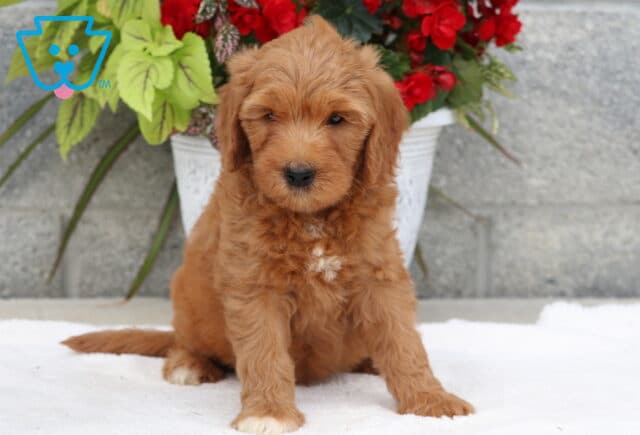 Adorable Goldendoodle puppy with a soft red coat and a small white patch on the chest, sitting calmly in front of a white planter with red flowers and green leaves against a stone wall backdrop. image