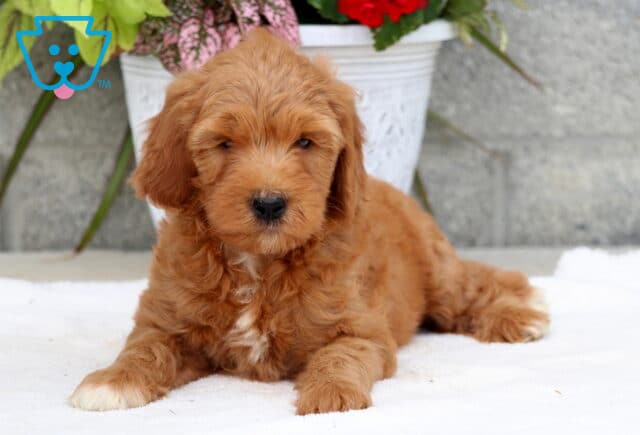 Charming Goldendoodle puppy with a fluffy reddish coat and a white patch on the chest and paw, lying on a white blanket in front of a white planter with colorful flowers and a stone wall background. image