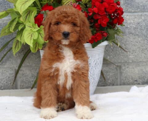 Fluffy Goldendoodle puppy with a rich red coat and prominent white chest and paw markings, sitting on a white blanket in front of a stone wall and a flowerpot bursting with red and green foliage.