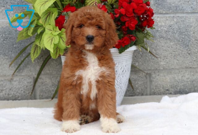 Fluffy Goldendoodle puppy with a rich red coat and prominent white chest and paw markings, sitting on a white blanket in front of a stone wall and a flowerpot bursting with red and green foliage. image